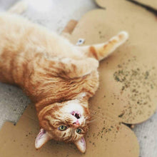 Carregar imagem no visualizador da galeria, Catnip Orgânico Original Importado