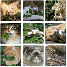 Carregar imagem no visualizador da galeria, Catnip Orgânico Original Importado